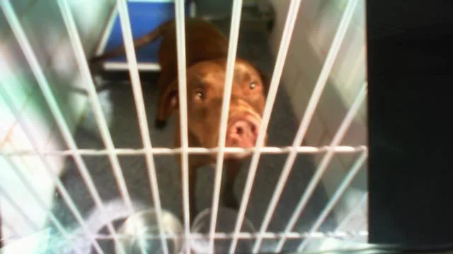 A young large-sized male Pit Bull Terrier dog named A for adoption in Charlotte, NC