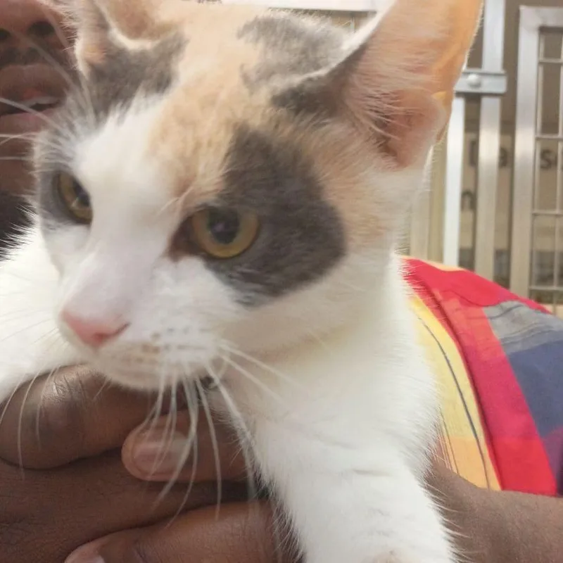 A young medium-sized female Domestic Short Hair cat named Stinker for adoption in Lynchburg, VA