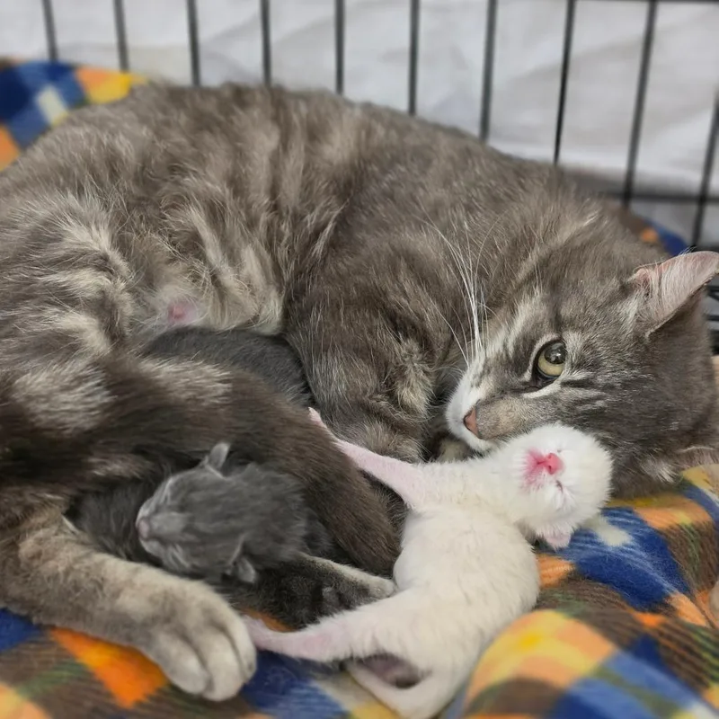 A young small-sized female Gray / Blue / Silver Domestic Short Hair cat named Marble for adoption in Bismarck, ND
