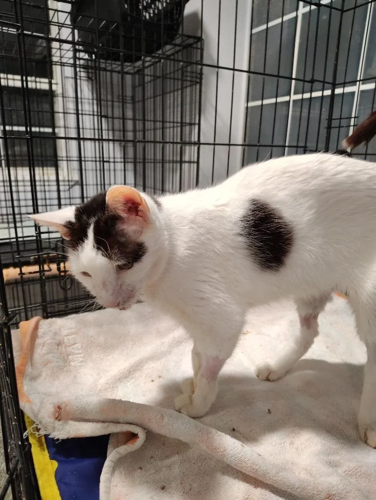An adult medium-sized male Domestic Short Hair cat named Grayson for adoption in Richland Hills, TX