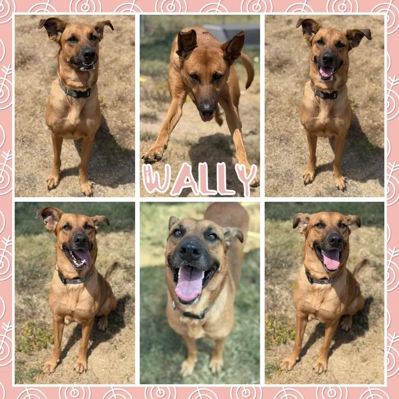 An adult medium-sized female Red / Chestnut / Orange Shepherd dog named Wally for adoption in Fort Smith, AR