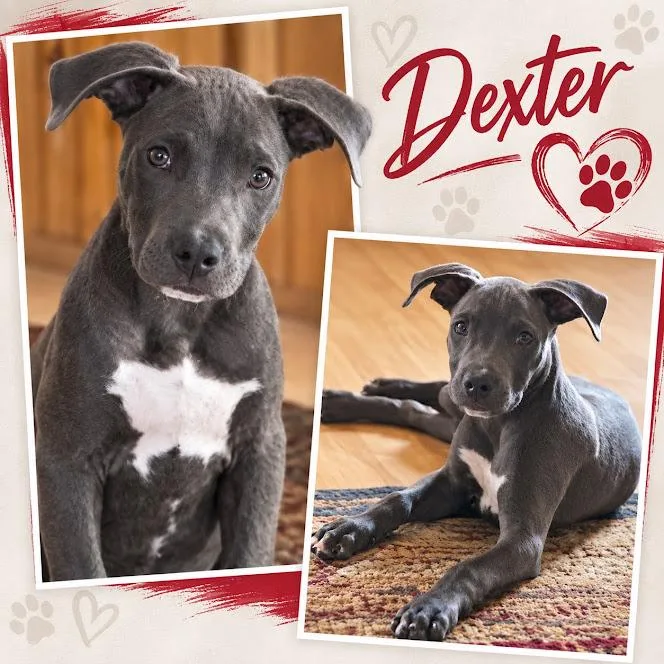 Dexter
