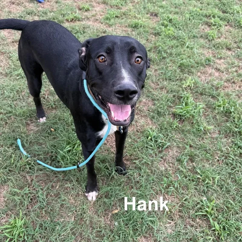 An adult large-sized male Great Pyrenees dog named Hank for adoption in Collinsville , OK