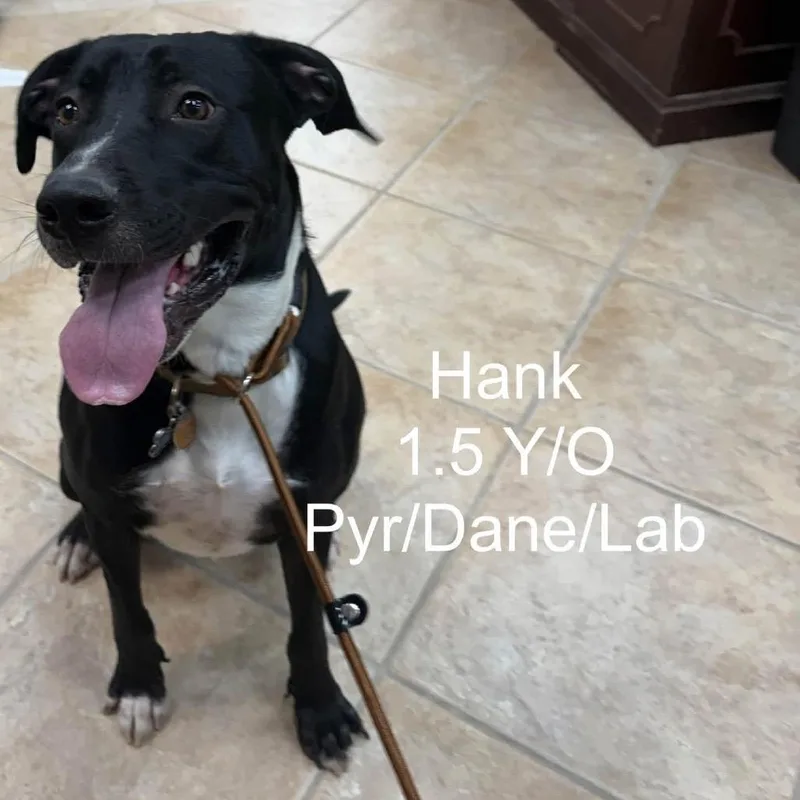 Hank thumbnail 2