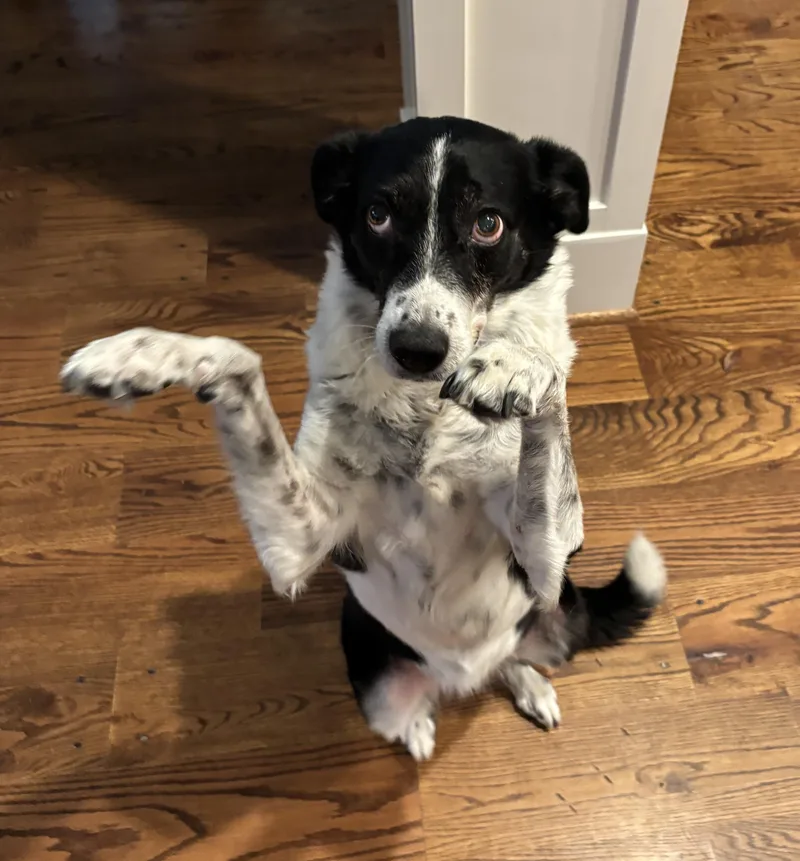 A senior medium-sized female Border Collie dog named Pongo for adoption in Amherst, MA