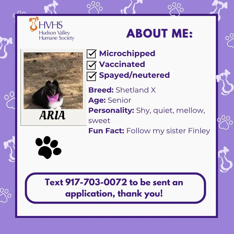 A senior medium-sized female Tricolor (Brown, Black, & White) Shetland Sheepdog / Sheltie dog named Aria for adoption in Pomona, NY