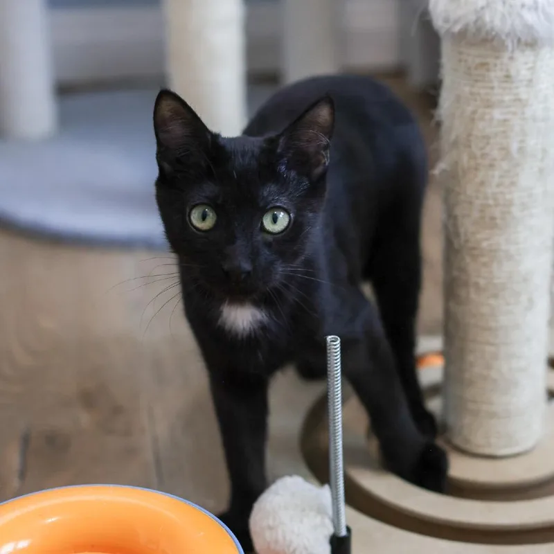 A baby small-sized male Black Domestic Short Hair cat named Finn for adoption in Los Angeles, CA