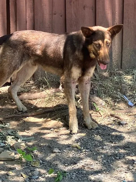 A young large-sized male Mixed Breed dog named Liam for adoption in Dallas, TX