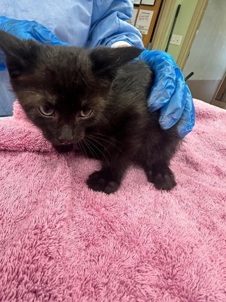 A baby large-sized female Domestic Short Hair cat named Mind Flayer for adoption in Waverly, NY