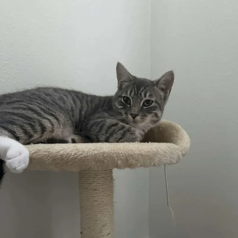 A baby small-sized female Domestic Short Hair cat named Hazel for adoption in Gladstone, OR