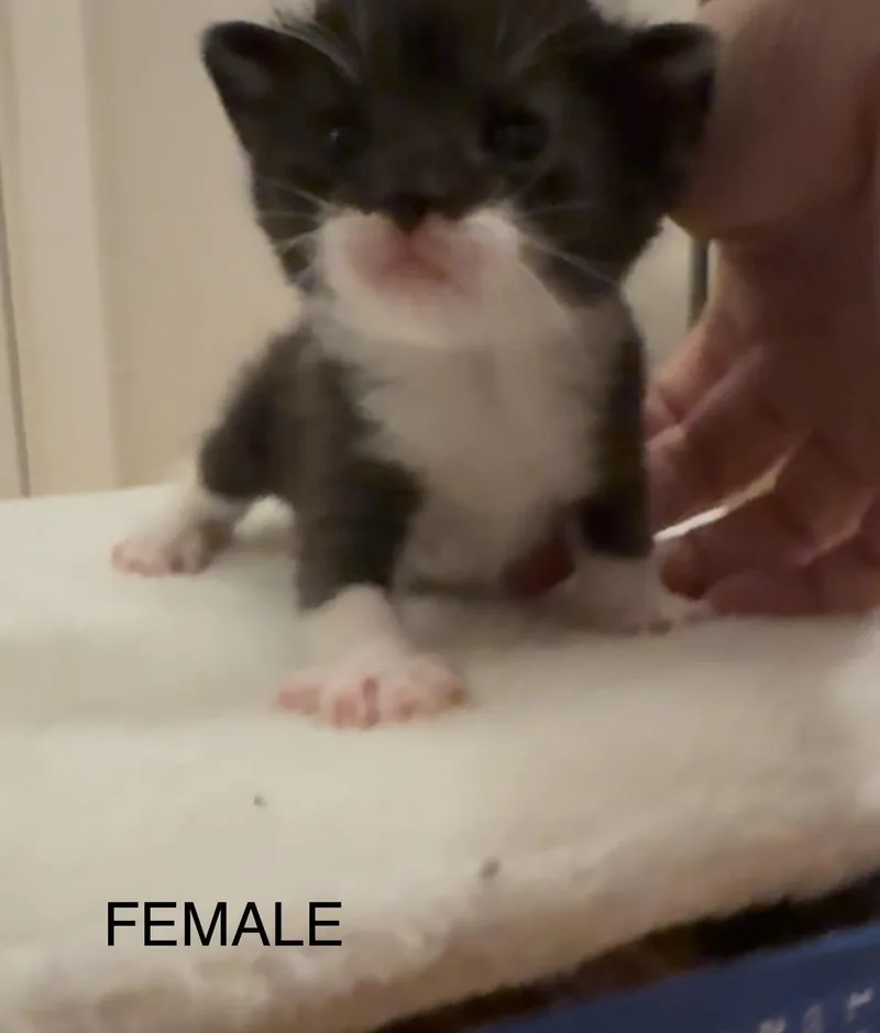 Jasmine thumbnail 2