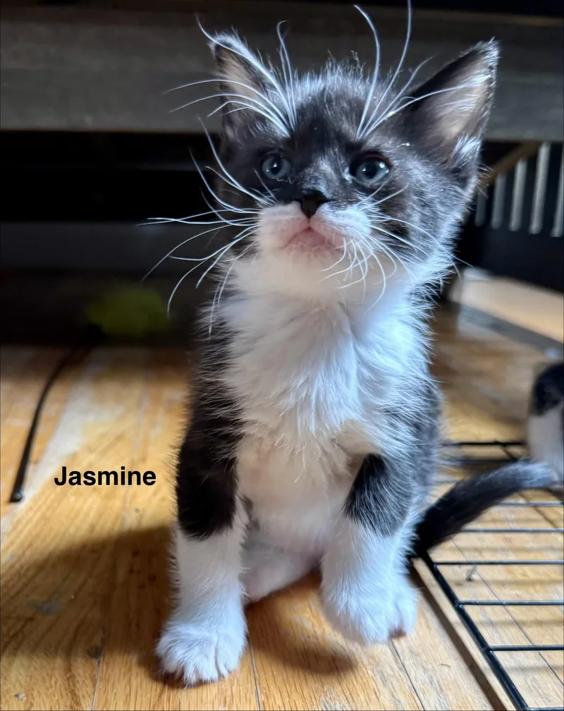Jasmine thumbnail 3