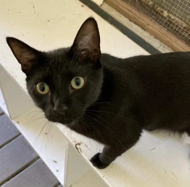 An adult medium-sized male Domestic Short Hair cat named Vaughn for adoption in Huntington, NY