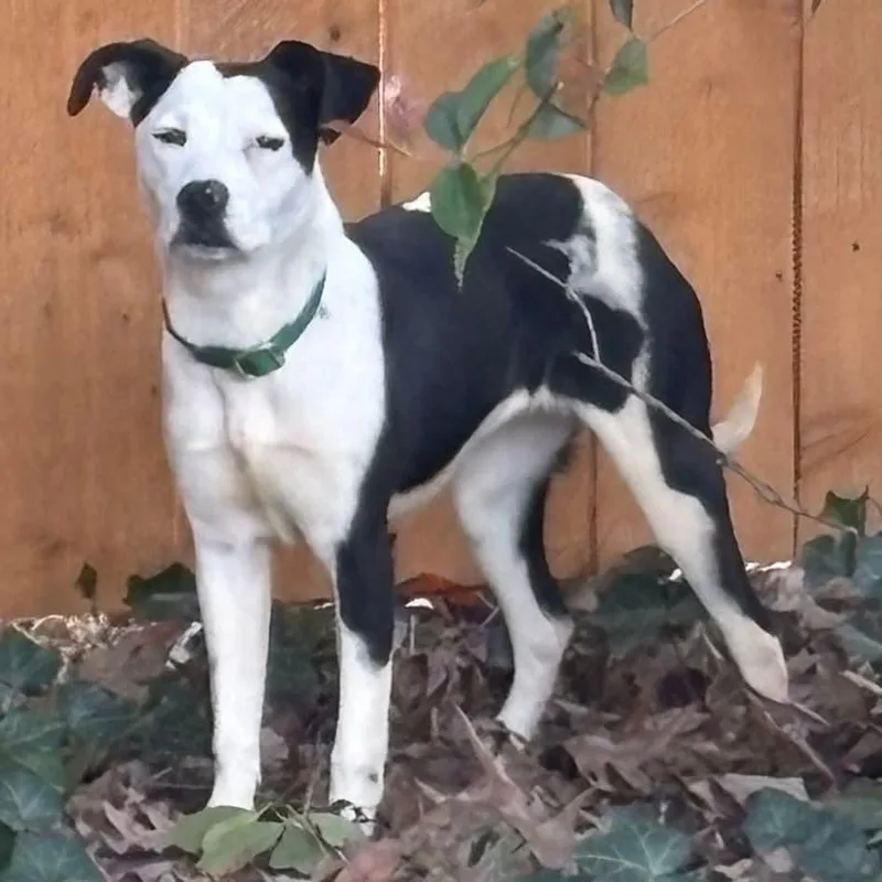 A young medium-sized female Black Pit Bull Terrier dog named Jessie for adoption in Greensboro, NC