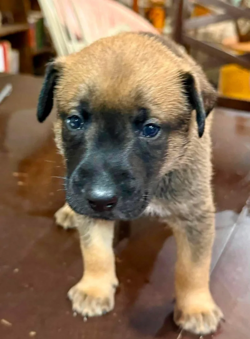 A baby small-sized male Belgian Shepherd / Malinois dog named Elon for adoption in Houston , TX