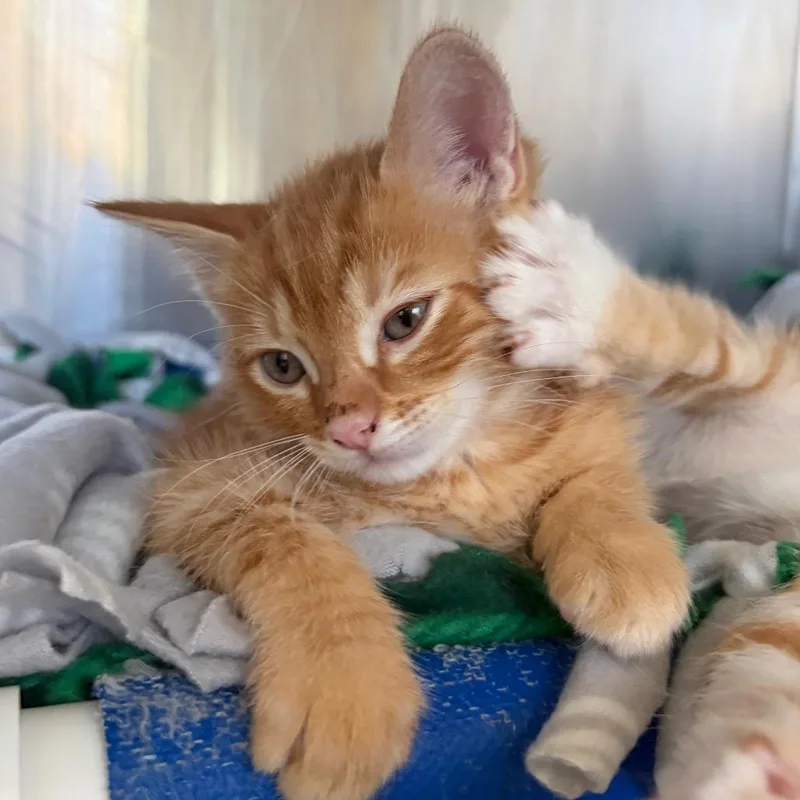 A baby small-sized male Domestic Short Hair cat named Trevor for adoption in Cumming, GA
