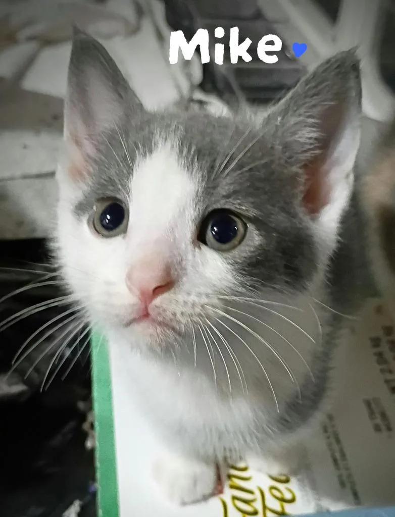 A baby medium-sized male Domestic Short Hair cat named Mike Candy for adoption in Parkville, MD