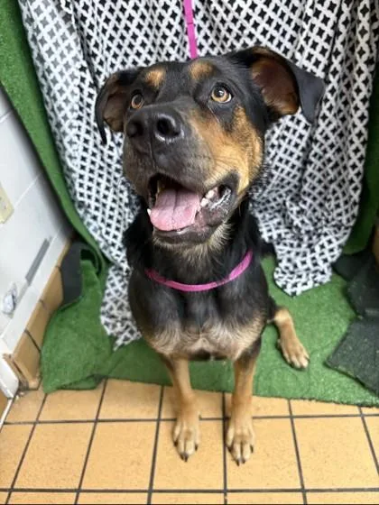 An adult large-sized female Rottweiler dog named Trixie for adoption in Gainesville, FL