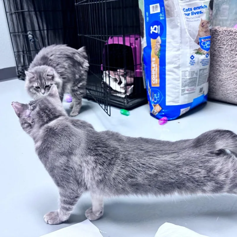 A baby medium-sized female Gray / Blue / Silver Domestic Short Hair cat named Slice for adoption in Bismarck, ND