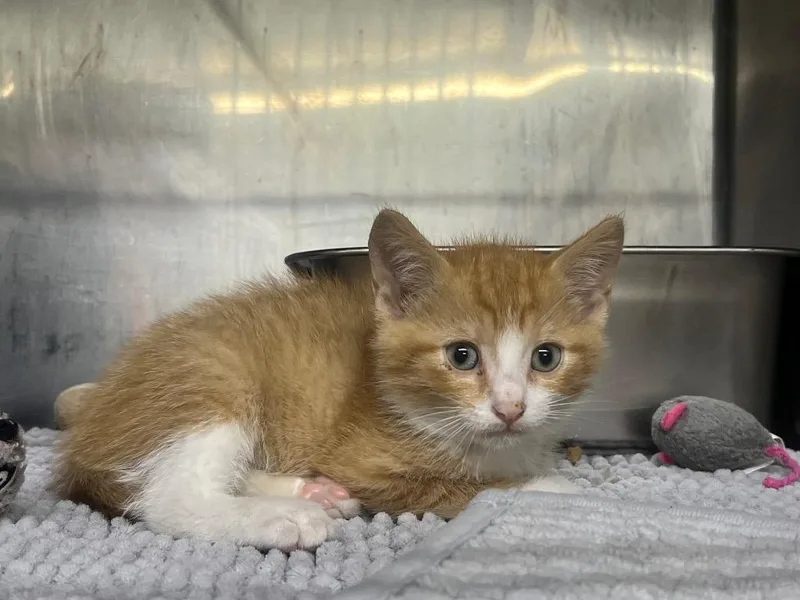 A baby medium-sized male Domestic Short Hair cat named Iggy for adoption in Murray, KY