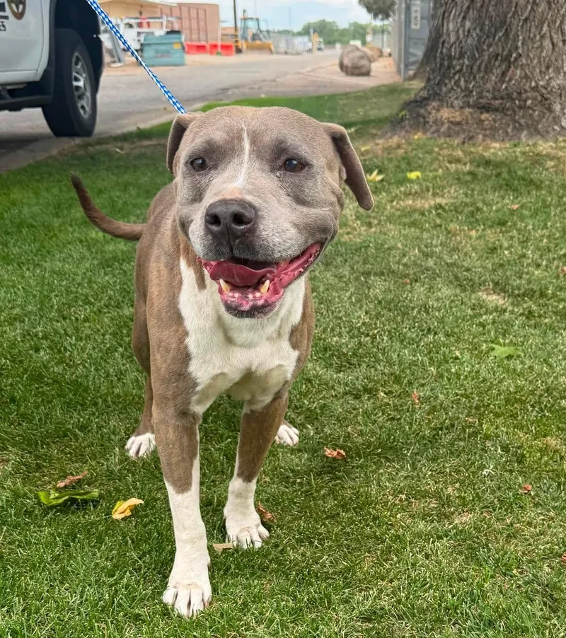 An adult medium-sized male Gray / Blue / Silver Pit Bull Terrier dog named Alfalfa for adoption in Oakdale, CA
