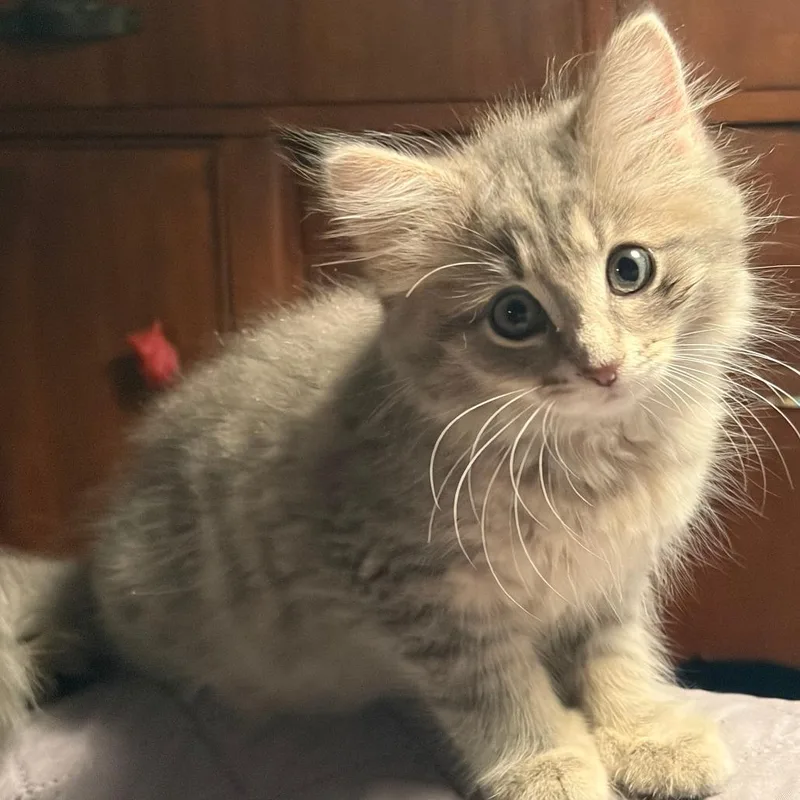 Etta