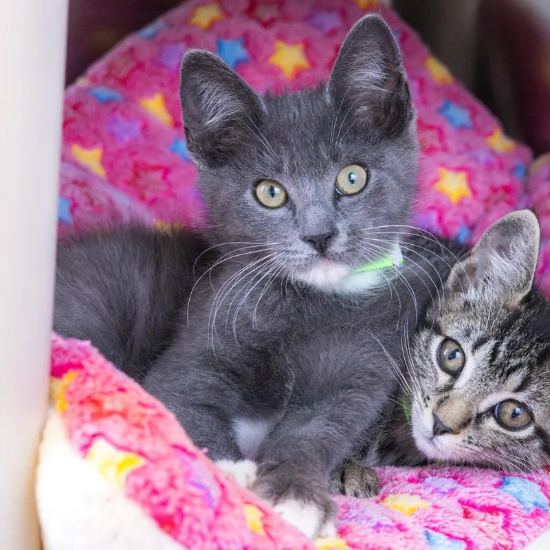 A baby small-sized male Gray / Blue / Silver Domestic Short Hair cat named Jericho for adoption in Wilmington, DE