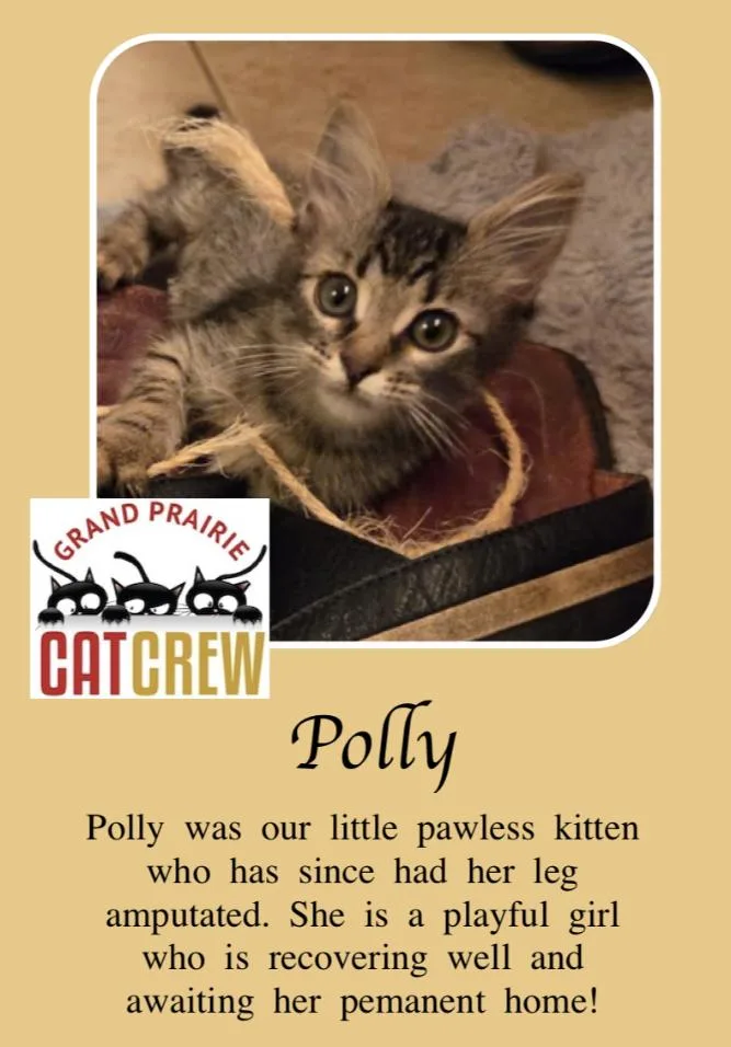 Polly thumbnail 6