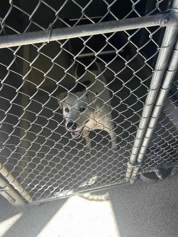 An adult medium-sized male Brown / Chocolate Pit Bull Terrier dog named Luke for adoption in Supply, NC