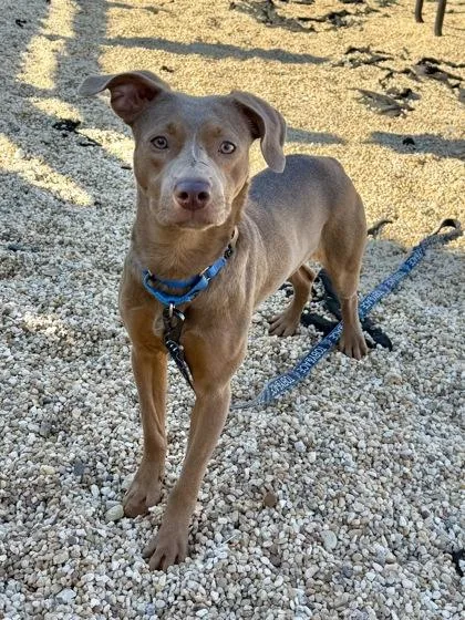 A young medium-sized female Mixed Breed dog named Aubry for adoption in Washington, DC