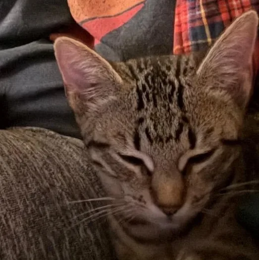 A baby medium-sized female Domestic Short Hair cat named Ramona for adoption in Huntington, MA