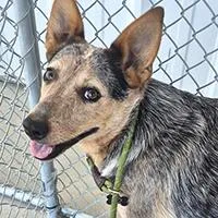 A young medium-sized female Gray / Blue / Silver Australian Cattle Dog / Blue Heeler dog named Lucy  URGENT for adoption in Thousand Oaks, CA