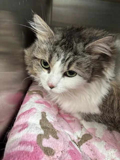 An adult small-sized female Domestic Long Hair cat named Melissa for adoption in Kalamazoo, MI