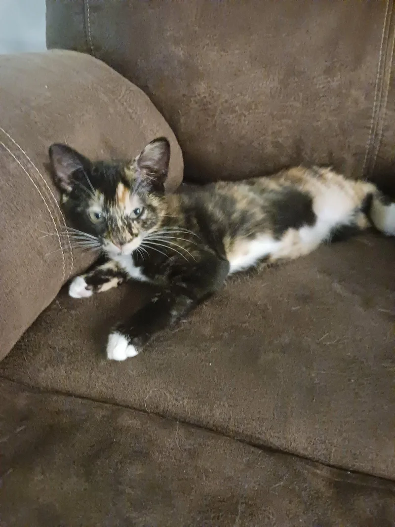 A baby medium-sized female Calico cat named Elphaba for adoption in Wesley Chapel, FL