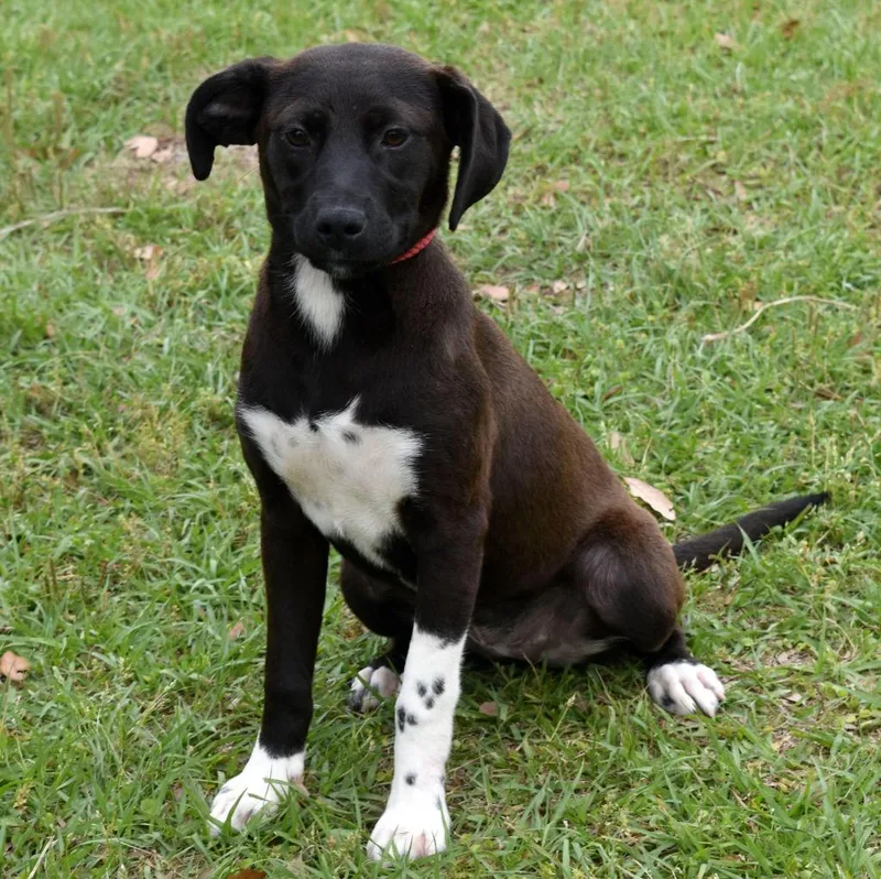 A baby medium-sized female Mixed Breed dog named Tot for adoption in Kingsland, GA