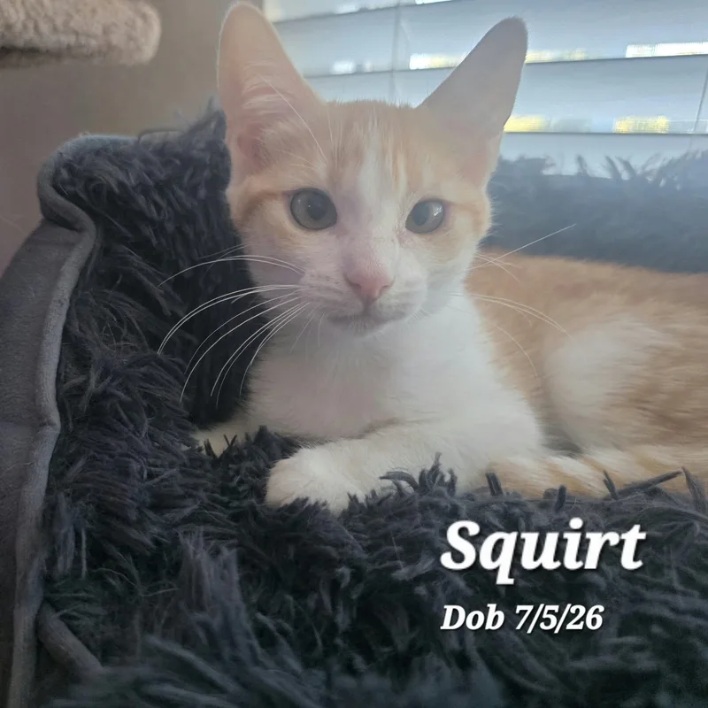 A baby medium-sized female Orange & White Domestic Short Hair cat named Squirt for adoption in Concord, CA