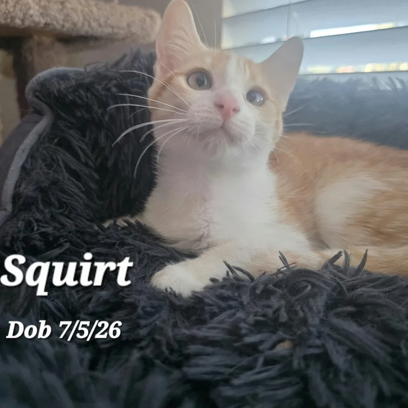 Squirt thumbnail 2