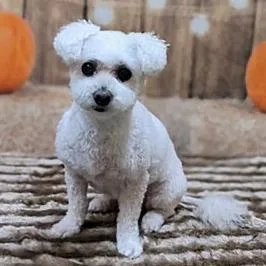 A senior small-sized female White / Cream Bichon Frise dog named Kairi for adoption in Saint Cloud, MN