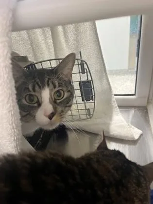 An adult large-sized male Brown / Chocolate Domestic Short Hair cat named Edward for adoption in Kansas City, MO