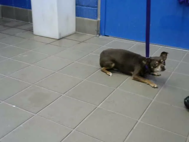An adult small-sized male Chihuahua dog named Rocky for adoption in Albuquerque, NM