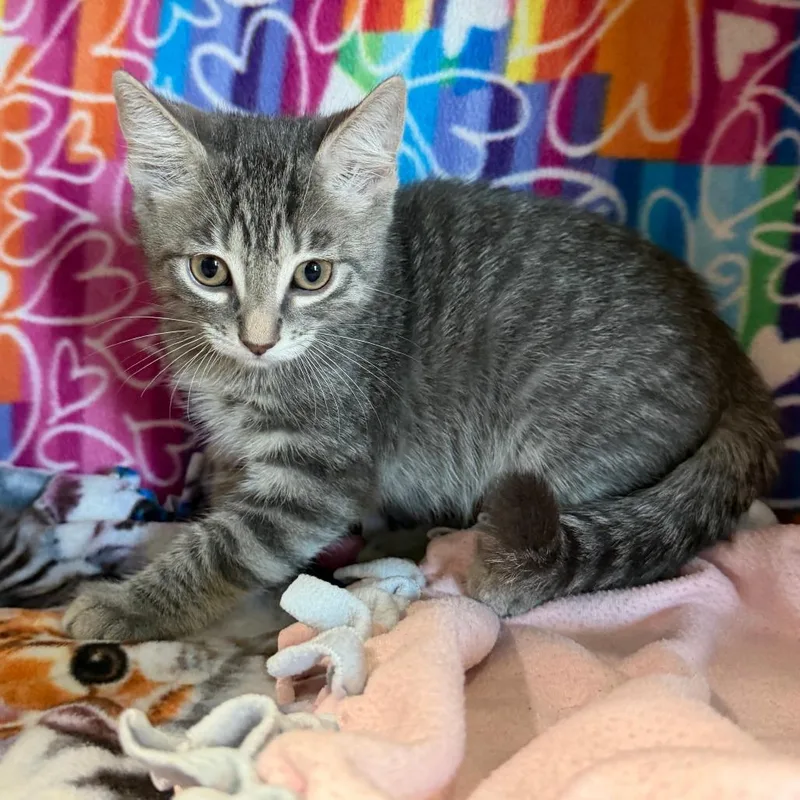 A baby small-sized male Gray / Blue / Silver Domestic Short Hair cat named Thaddeus for adoption in Naples, FL