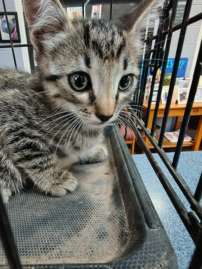 A baby large-sized male Domestic Short Hair cat named Yakko for adoption in Brownwood, TX