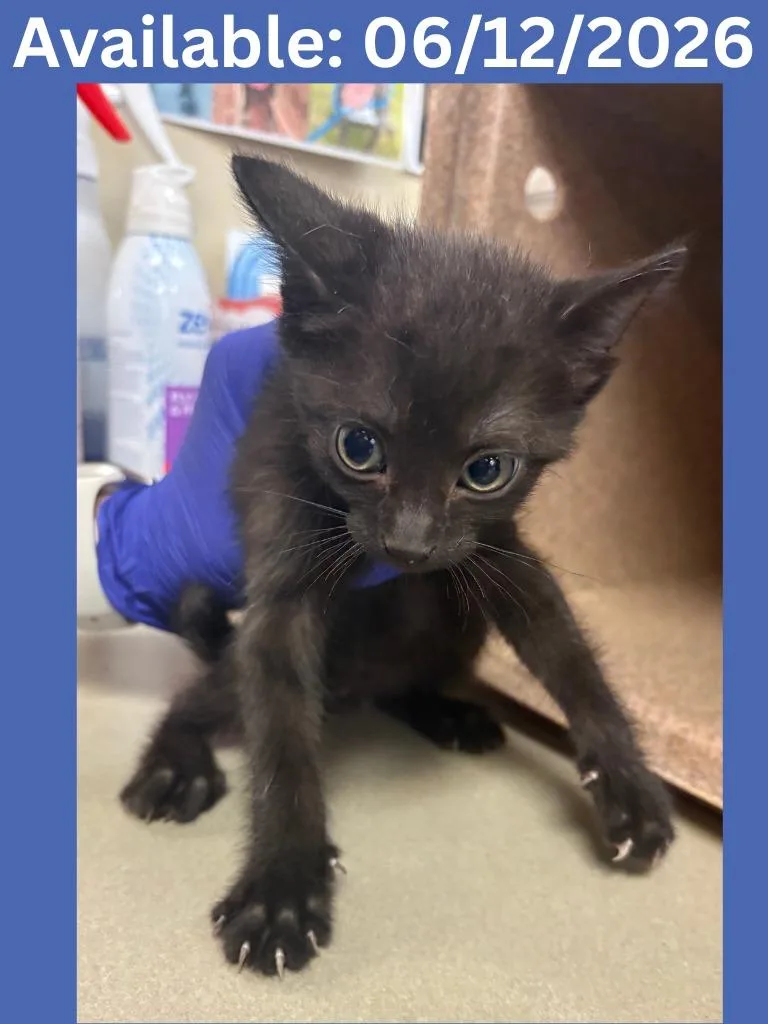 A baby medium-sized male Domestic Short Hair cat named Cat Condo for adoption in Greenville, TX