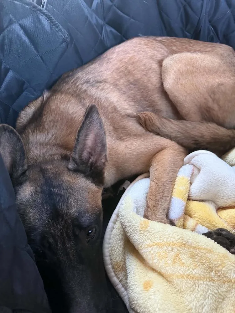 A young large-sized female Apricot / Beige Belgian Shepherd / Malinois dog named Solace Located in for adoption in Imlay City, MI