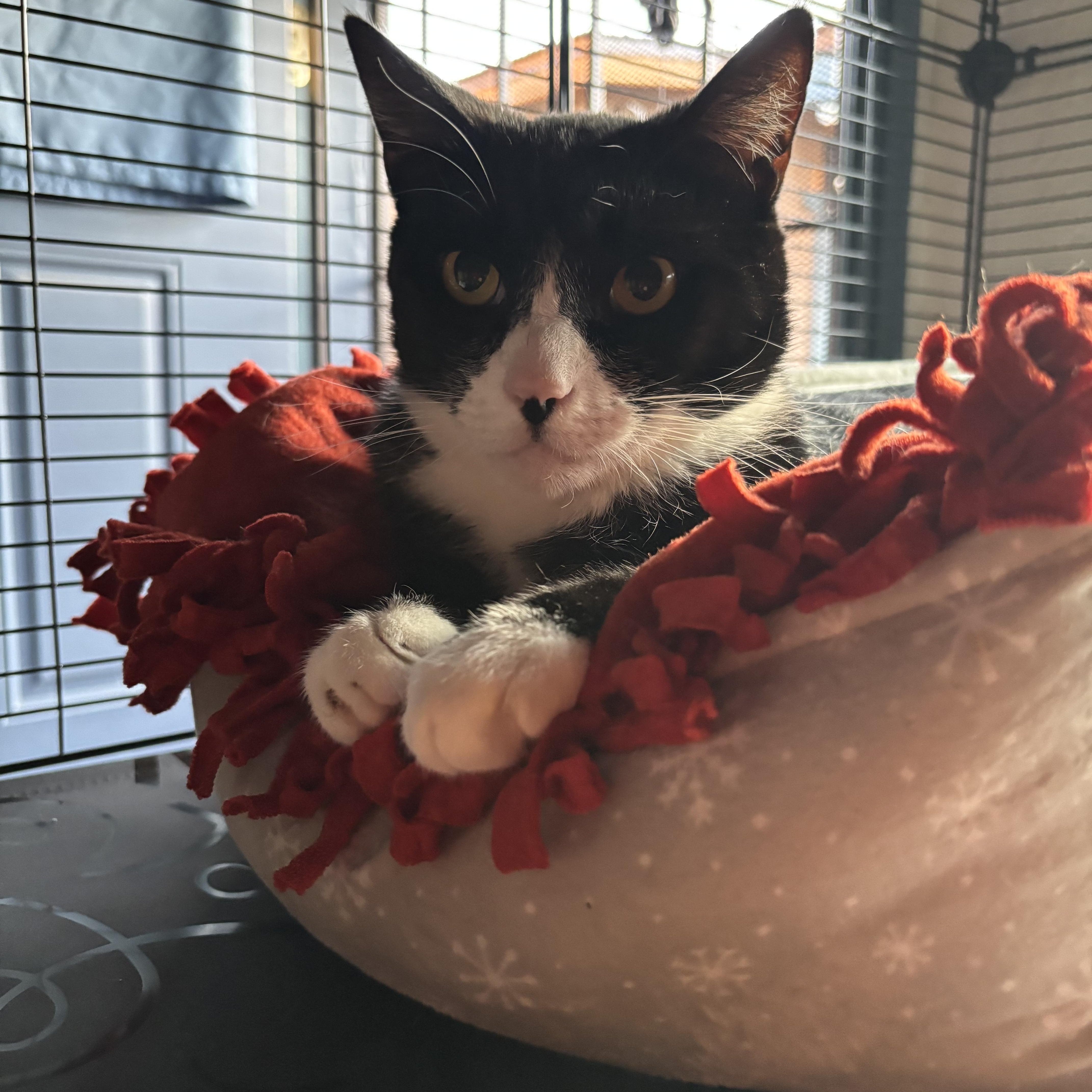 An adult medium-sized male Black & White / Tuxedo Domestic Short Hair cat named Tuxie for adoption in Tustin, CA