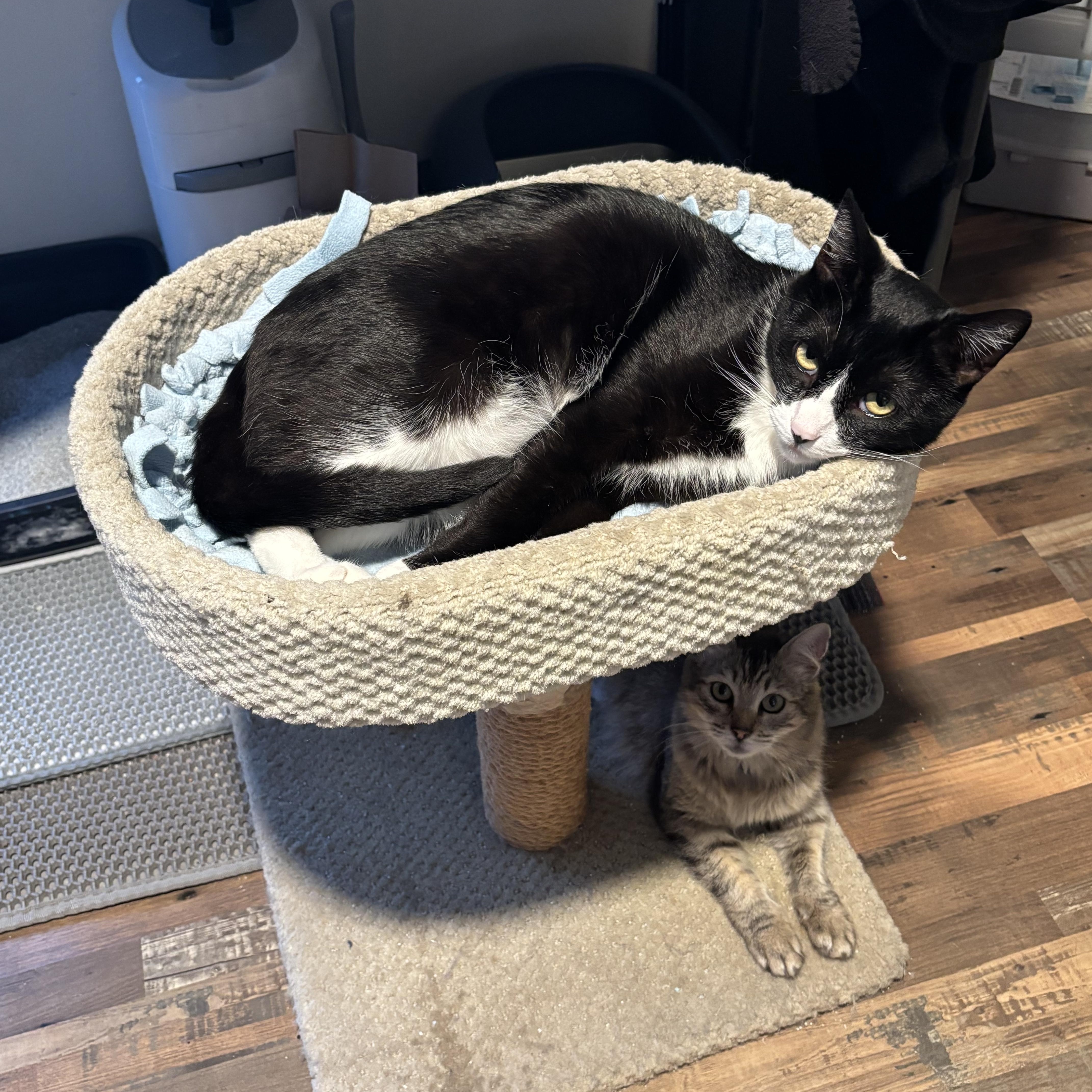 Tuxie thumbnail 2