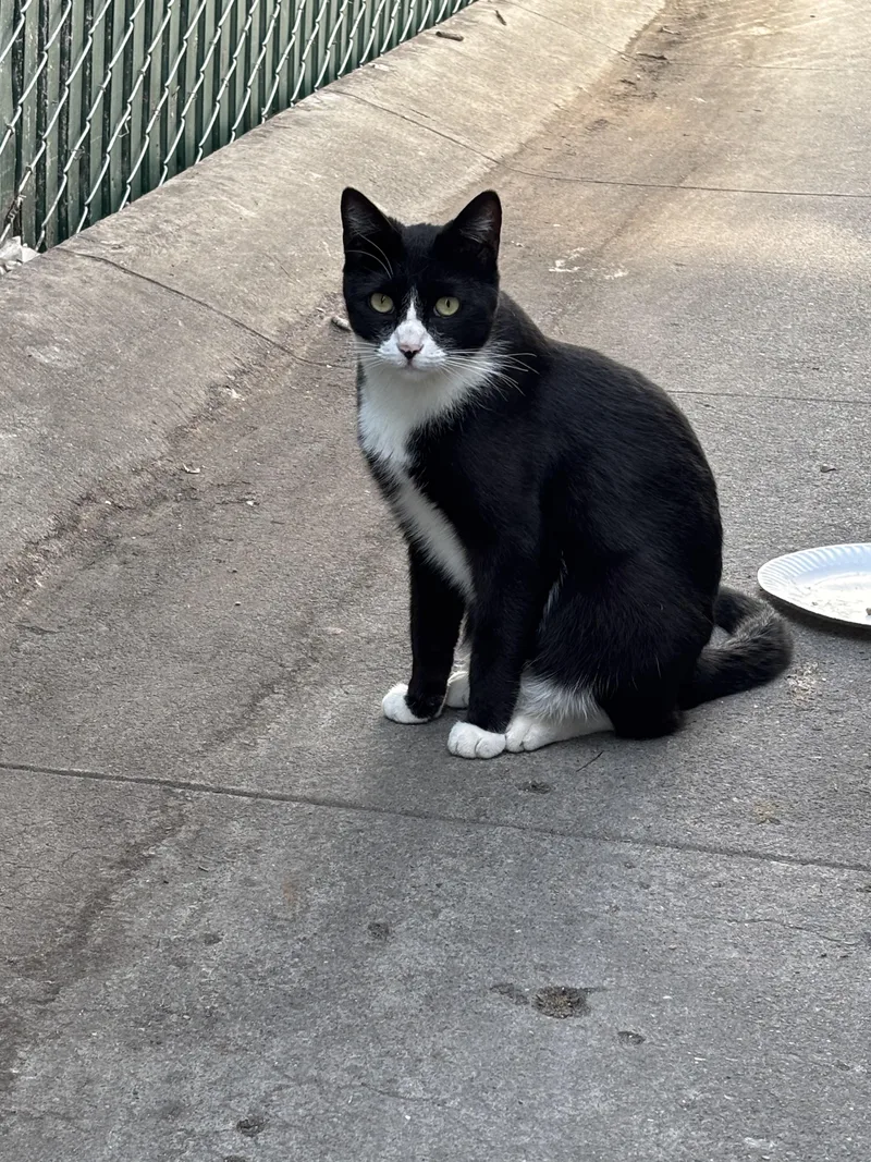 Tuxie thumbnail 3