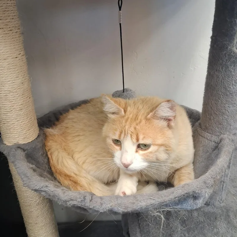 An adult medium-sized female Orange & White Domestic Short Hair cat named Doris Payne for adoption in Roosevelt, UT