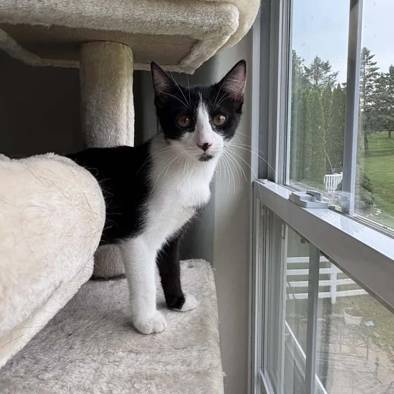 A baby medium-sized female Black & White / Tuxedo Tuxedo cat named Coco for adoption in Avondale, PA