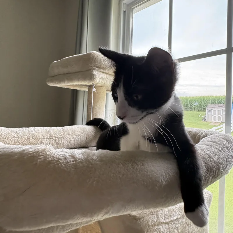 Coco thumbnail 2